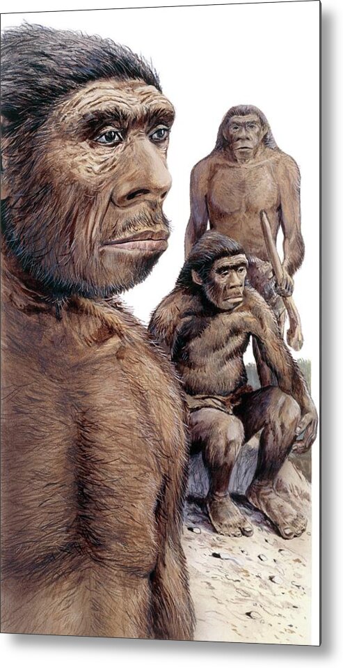 Neanderthal Metal Print featuring the photograph Neanderthals by Michael Long/science Photo Library