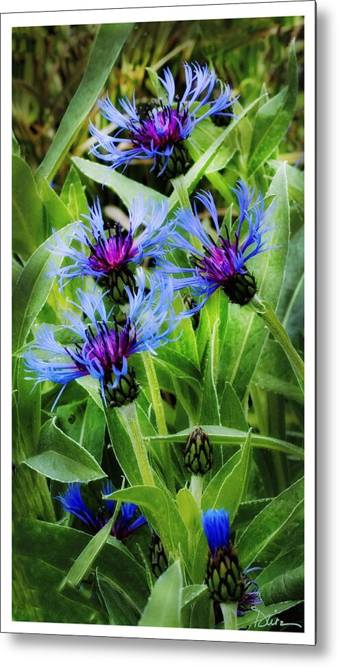 Purple Metal Print featuring the photograph Railroad Blooms by Peggy Dietz