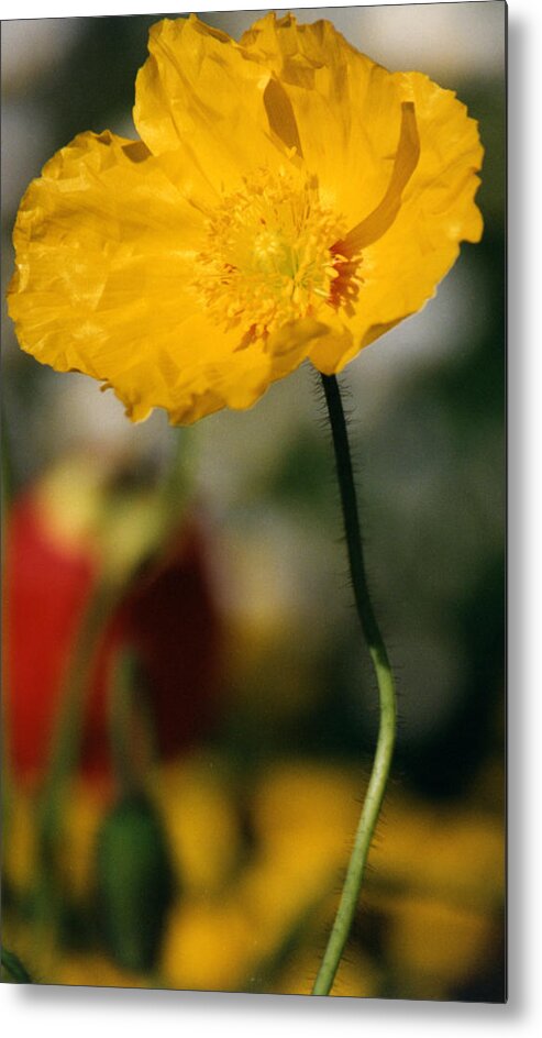 Flower Metal Print featuring the photograph Single Yellow Poppy by Robert Lozen