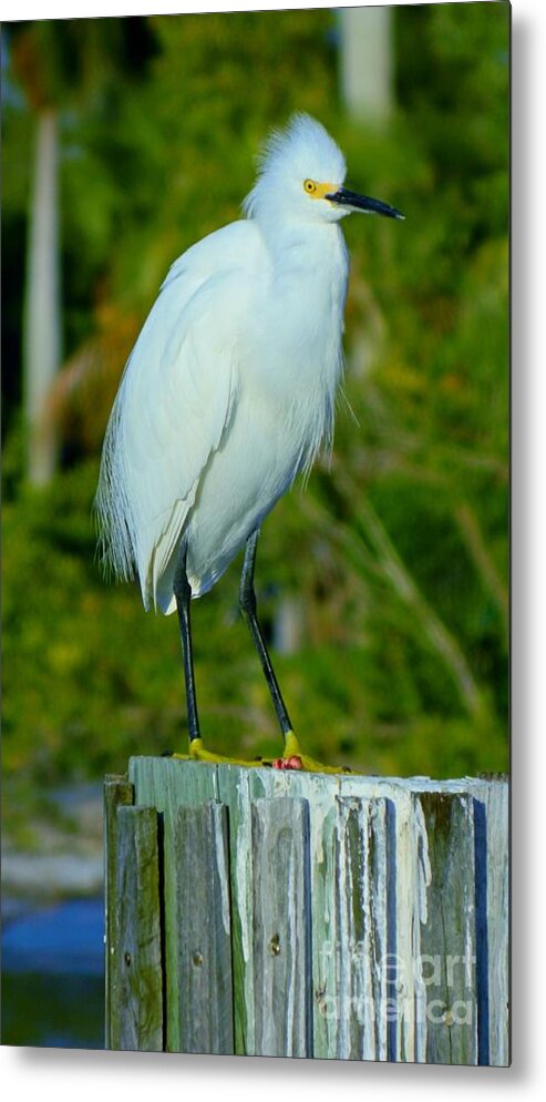 Snowy Egret Metal Print featuring the photograph Snowy Egret by Jennifer Arsenault