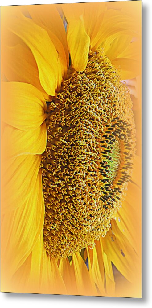 Macro Metal Print featuring the photograph Sunflower by Kay Novy