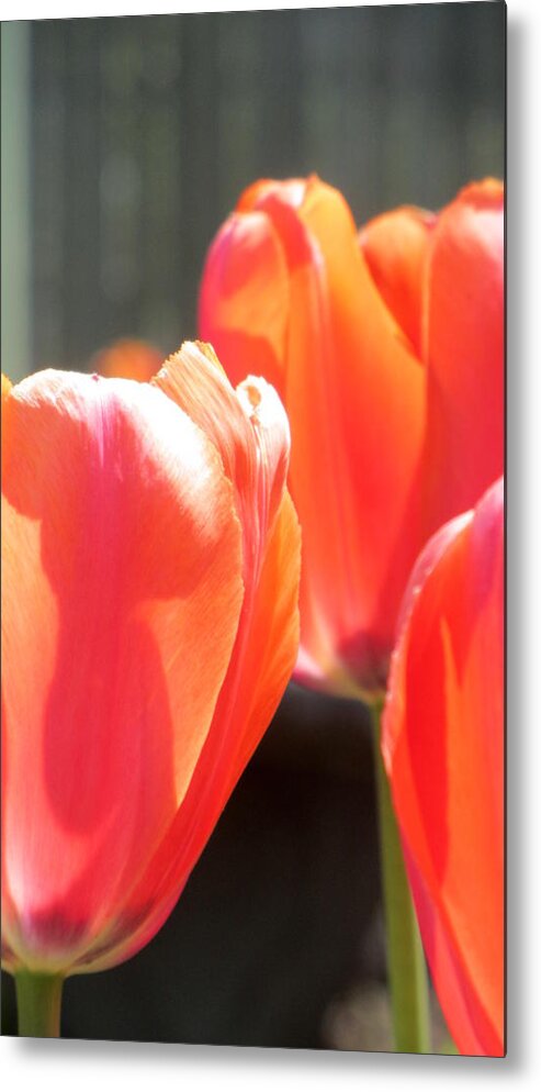 Tulip Metal Print featuring the photograph Tulips Backlit 4 by Anita Burgermeister