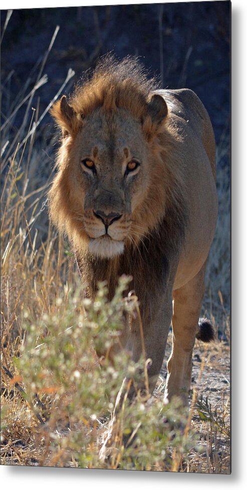 Lion Metal Print featuring the photograph You Want Trouble by Allan McConnell