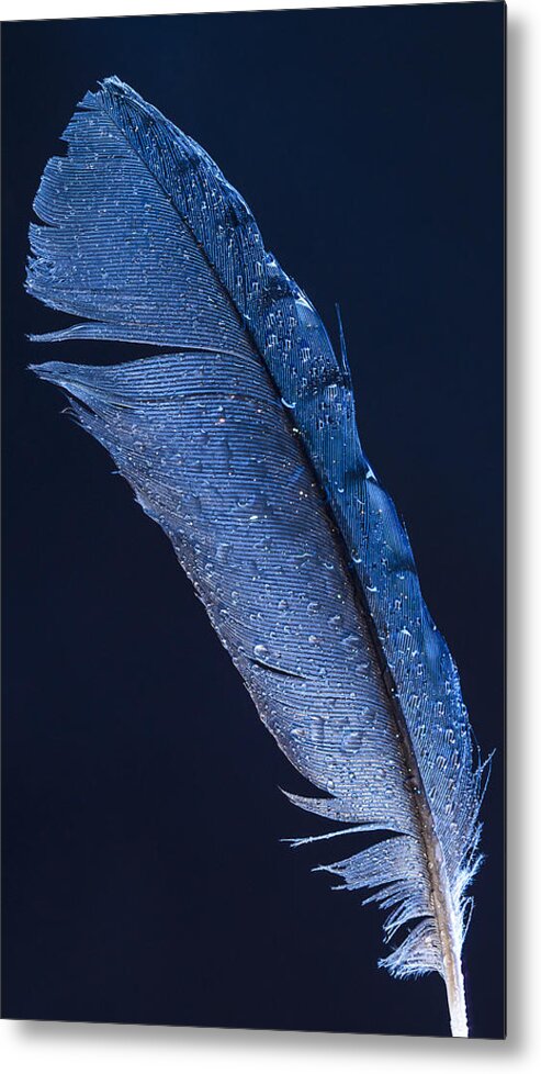 Wet Jay Metal Print featuring the photograph Wet Jay by Jean Noren