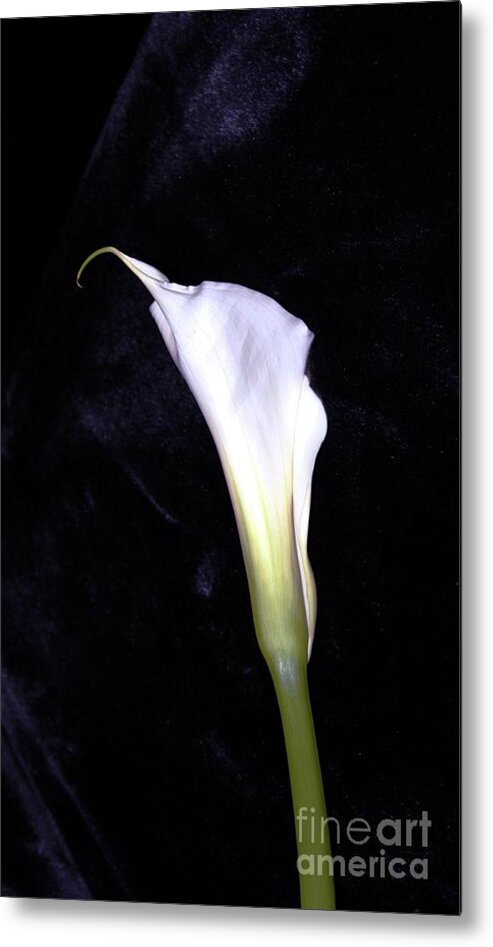 Flower Metal Print featuring the photograph Calla Lily by Margaret Hamilton