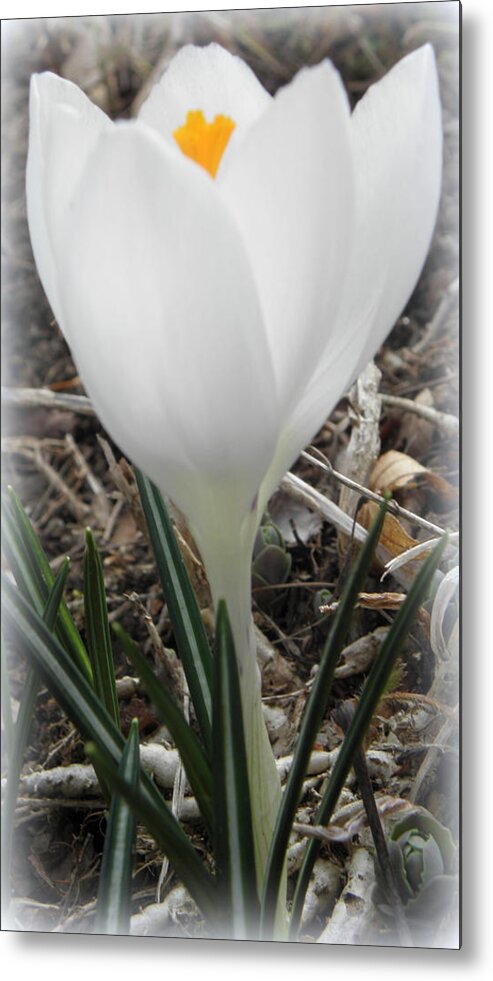 Crocus Metal Print featuring the photograph St Pattys Day Bloom by Kim Galluzzo