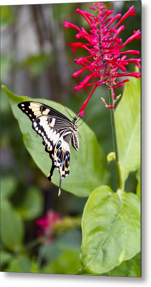 Nature Metal Print featuring the photograph Swallowtail Butterfly by Linda Tiepelman