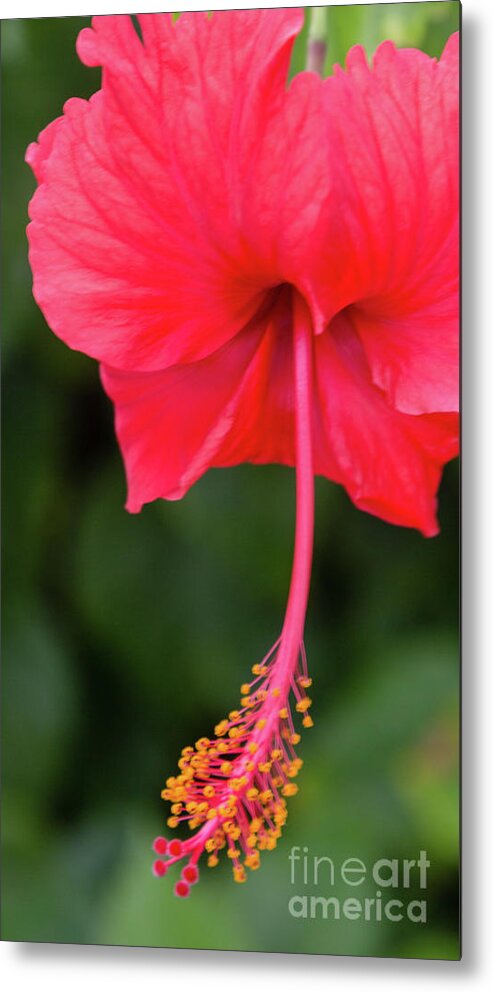 Flower Metal Print featuring the photograph Hibiscus by Kathy Strauss