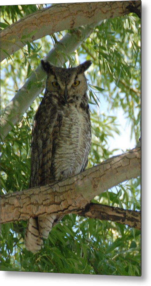 Great Horned Owl Metal Print featuring the photograph Hooter the Owl #1 by Bill Hyde