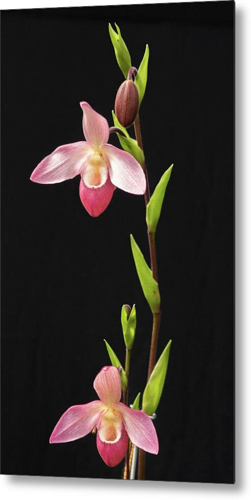 Krohn Conservatory Orchid Metal Print featuring the photograph Orchids #1 by Cathy Donohoue