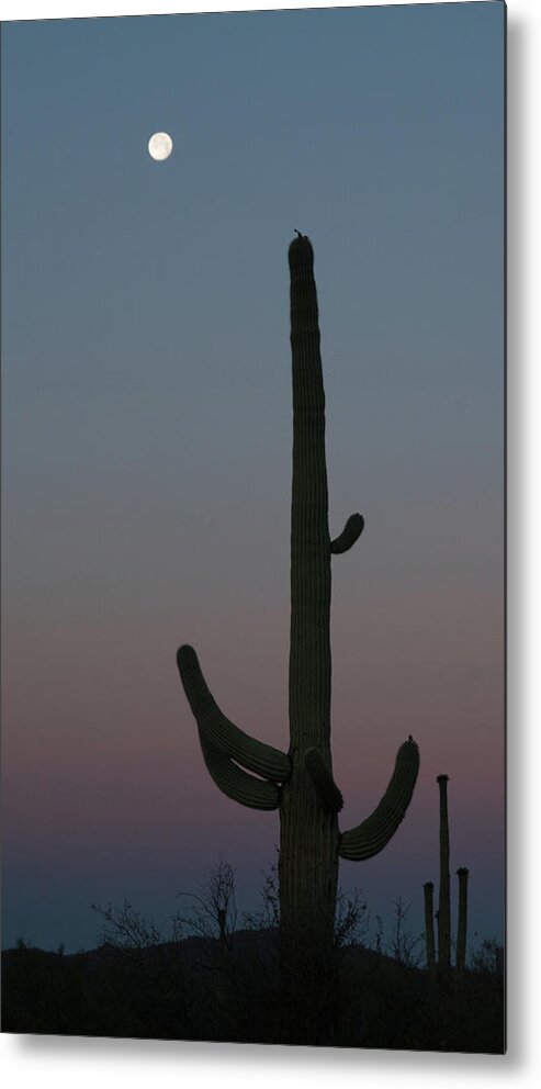 Arizona Metal Print featuring the photograph Saguaro Moon Organ Pipe Cactus National Monument Arizona #1 by Lawrence S Richardson Jr