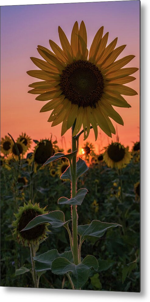 Sunset Metal Print featuring the photograph Sunset by Holly Ross