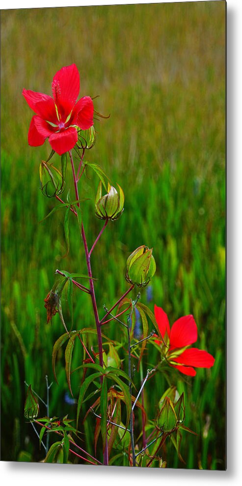 Flowers Metal Print featuring the photograph Texas Star Hibiscus #1 by Lawrence S Richardson Jr