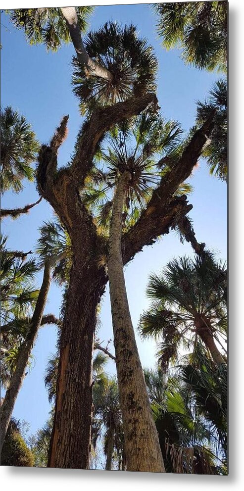 Trees Metal Print featuring the photograph An ants eye view by Lindsey Floyd