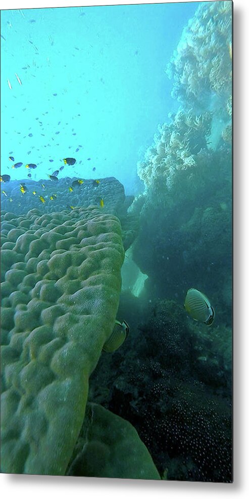 Great Barrier Reef Metal Print featuring the photograph Butterfly Fish by Debbie Cundy