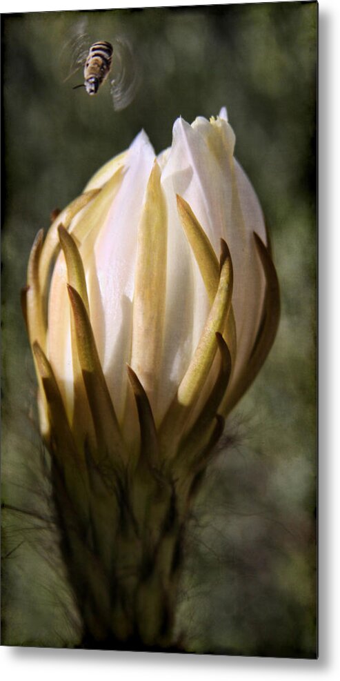 Cactus Bloom Metal Print featuring the photograph Buzzz by Tammy Espino