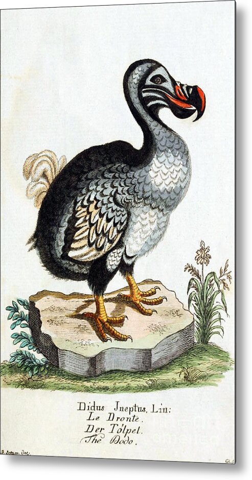 Dodo Metal Print featuring the photograph Dodo Bird Raphus Cucullatus, Extinct by Biodiversity Heritage Library