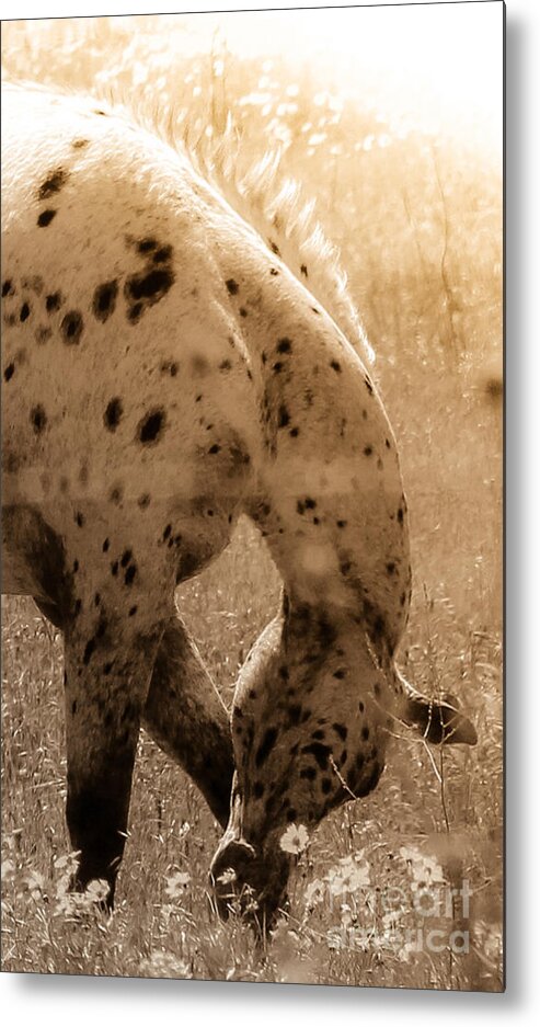 Horse Metal Print featuring the photograph Feeling Groovy by Toma Caul