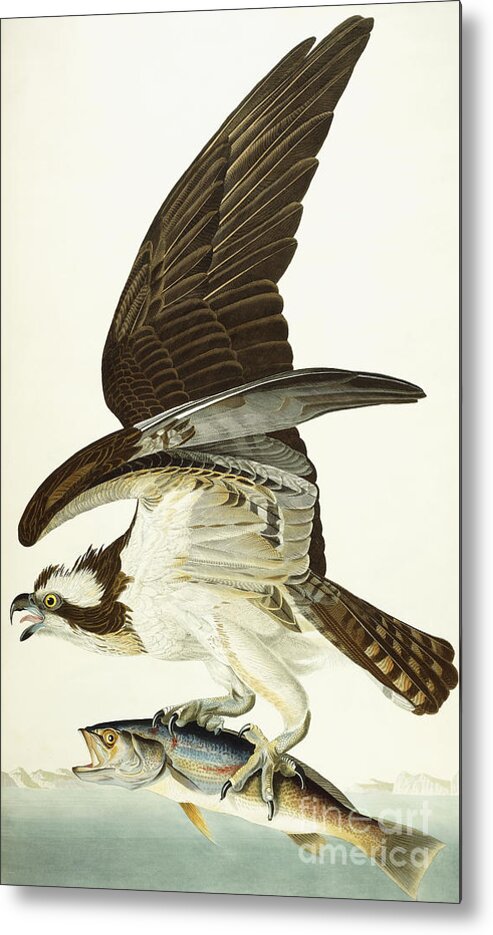 Osprey Metal Print featuring the painting Fish Hawk by John James Audubon