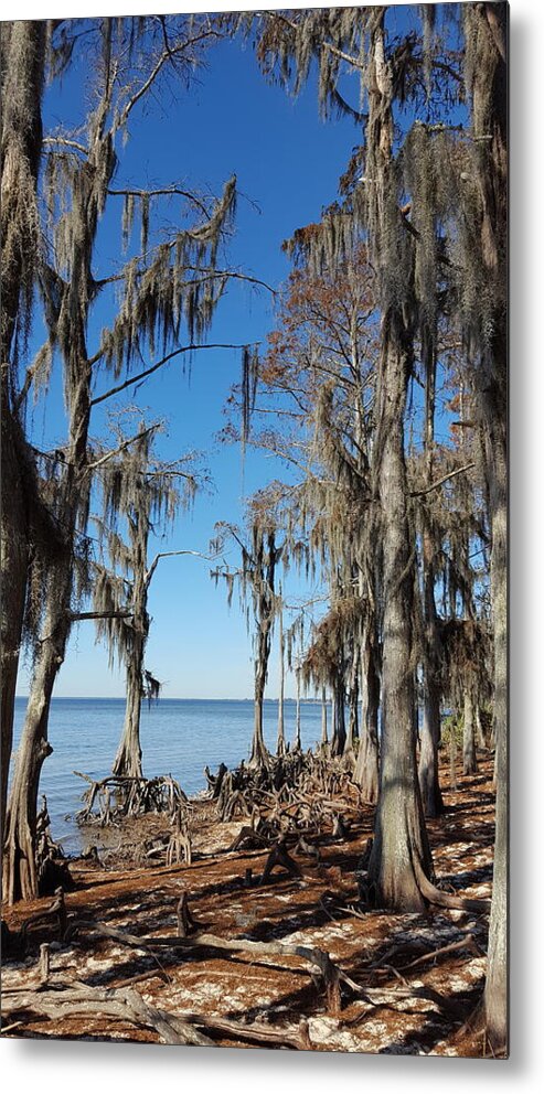 Tree Metal Print featuring the photograph Fontainebleau State Park - 2 by Beth Vincent
