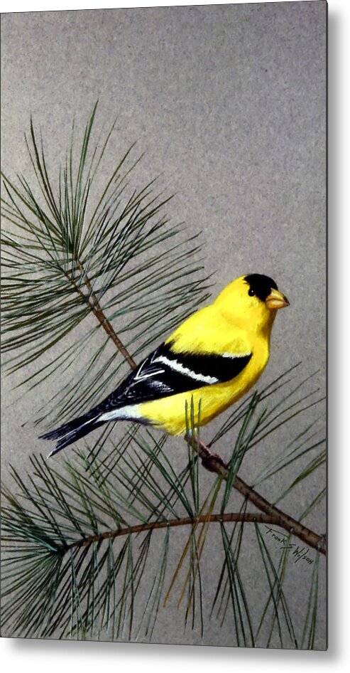 Gold Finch Metal Print featuring the painting Gold Finch by Frank Wilson