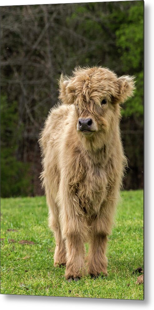 Calf Metal Print featuring the photograph Highland Calf by Holly Ross