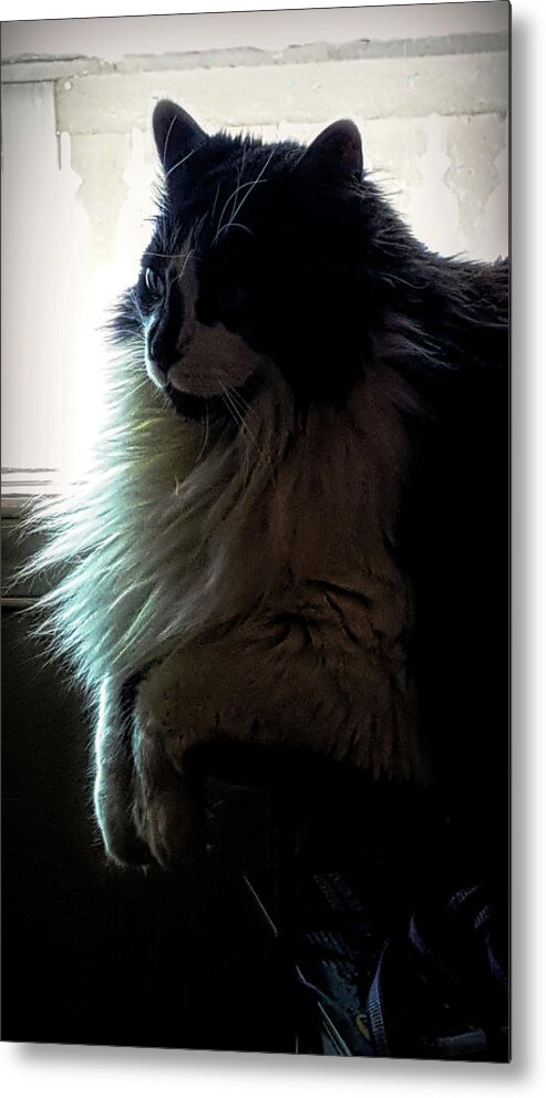  Metal Print featuring the photograph His Majesty by Barry King