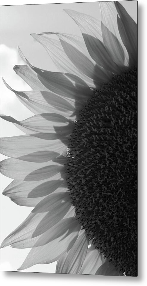 Black And White Metal Print featuring the photograph Illuminated Half Sunflower Grayscale by Mary Anne Delgado