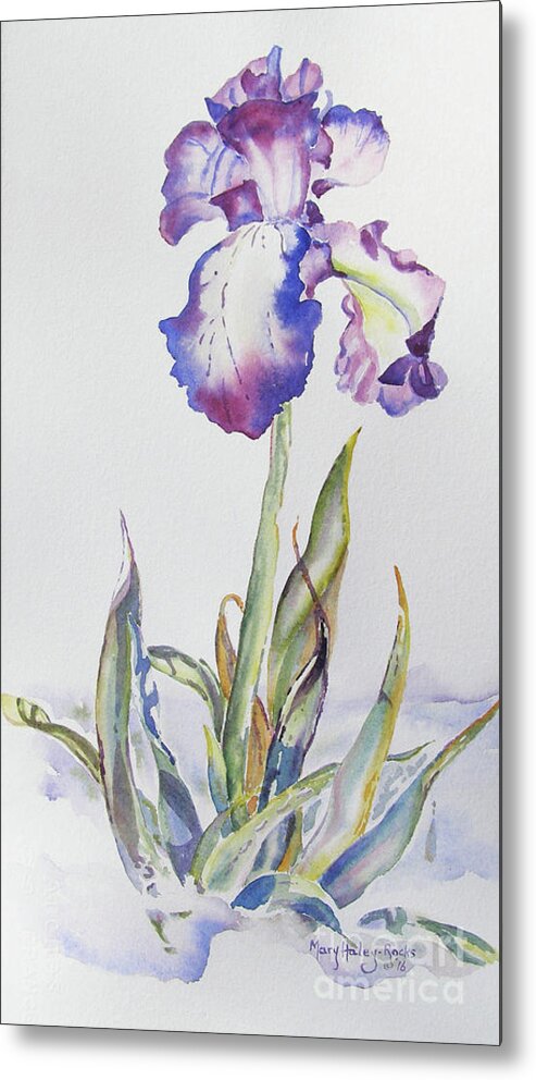 Iris Metal Print featuring the painting Iris Passion by Mary Haley-Rocks