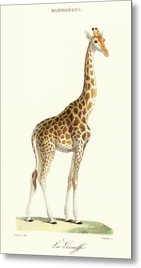 Yellow Metal Print featuring the painting La Giraffe by Vincent Monozlay
