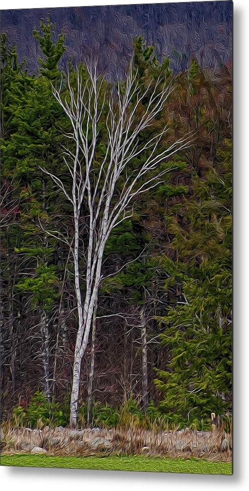 Contoocook Metal Print featuring the photograph Life's A Birch No.1 by Mark Myhaver