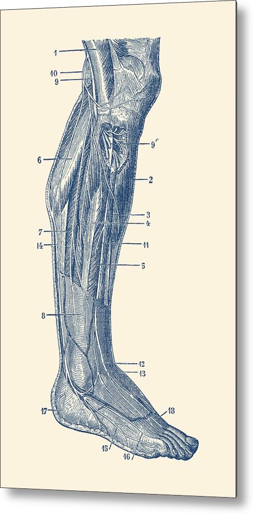 Muscles Metal Print featuring the drawing Muscular System - Right Leg - Vintage Anatomy Print by Vintage Anatomy Prints