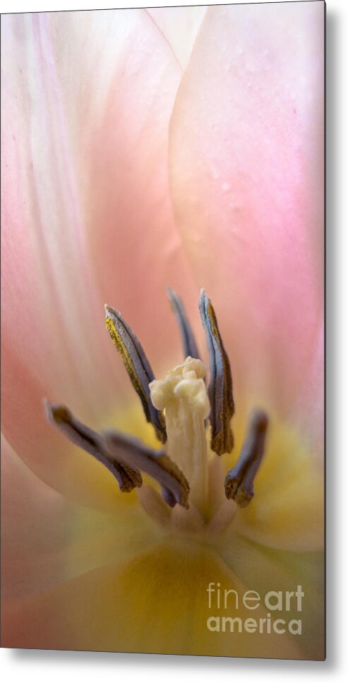 Tulip Metal Print featuring the photograph Pale Fire by Royce Howland