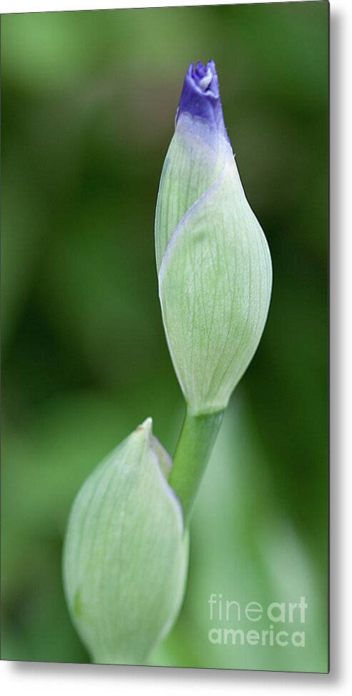 Iris Metal Print featuring the photograph Ready to Bloom by Sherry Hallemeier