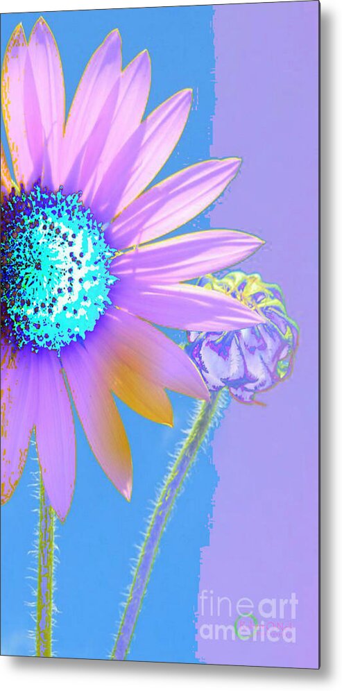 Daisy Metal Print featuring the photograph Solar Daisy by Robert ONeil