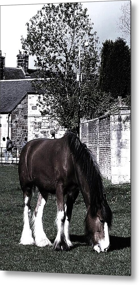 Pony Metal Print featuring the photograph Solitary I by HweeYen Ong