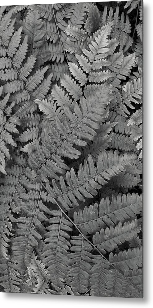 Fern Metal Print featuring the photograph Textures of the Forest by Holly Ross