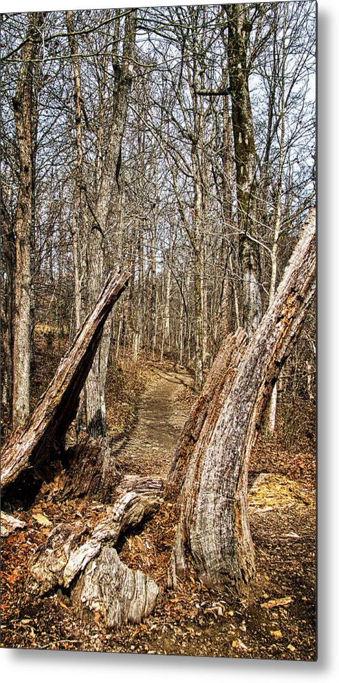 Walk Metal Print featuring the photograph The Path Through the Woods by George Taylor