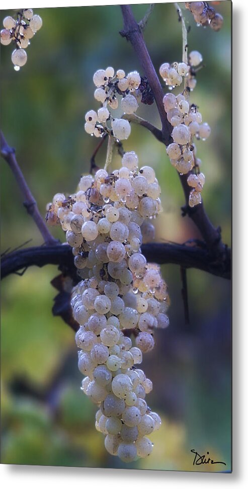 Grapes Metal Print featuring the photograph The Promise by Peggy Dietz