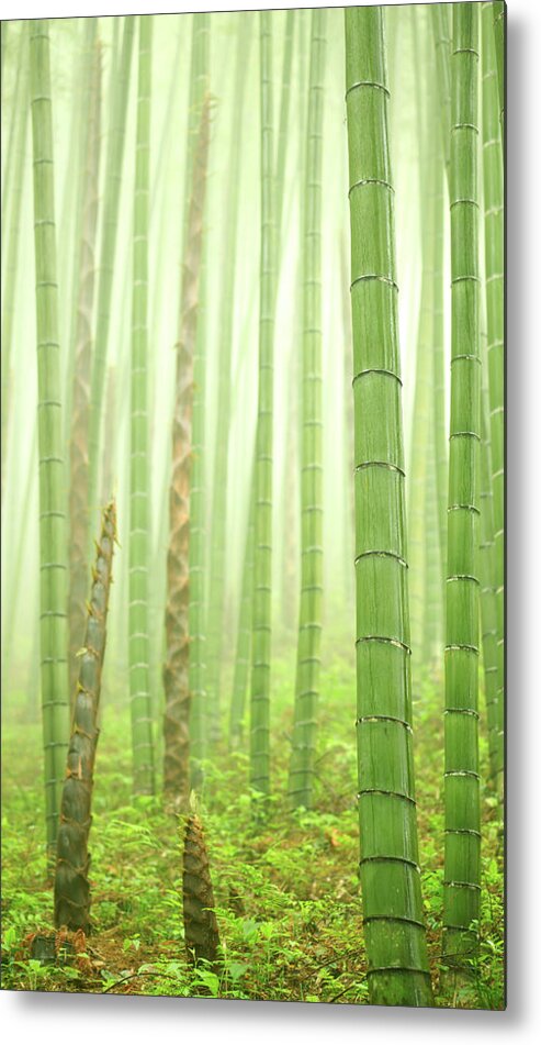 Chinese Culture Metal Print featuring the photograph Bamboo Forest #5 by Bihaibo