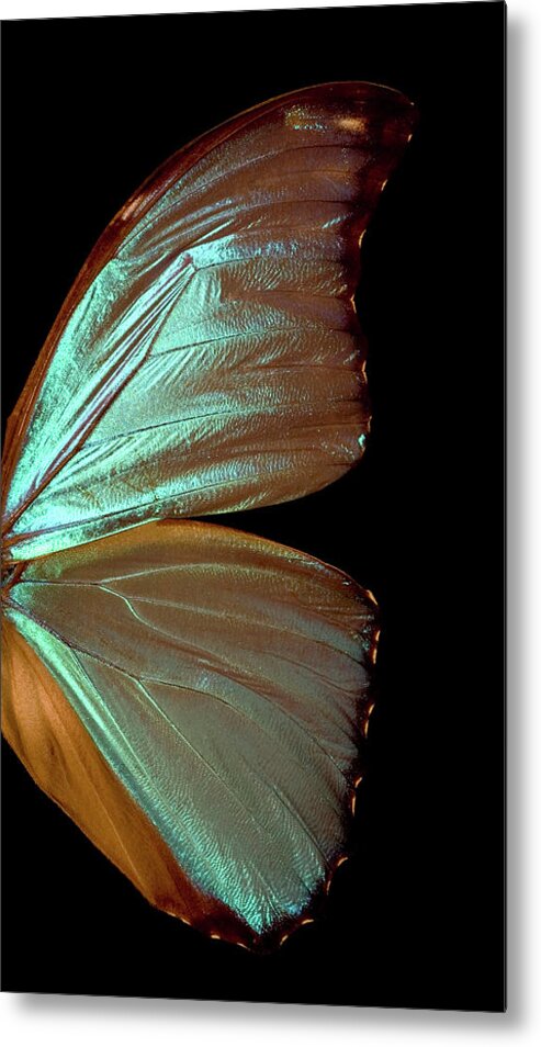 Insect Metal Print featuring the photograph Blue Morpho Butterfly Wing by Jcarroll-images