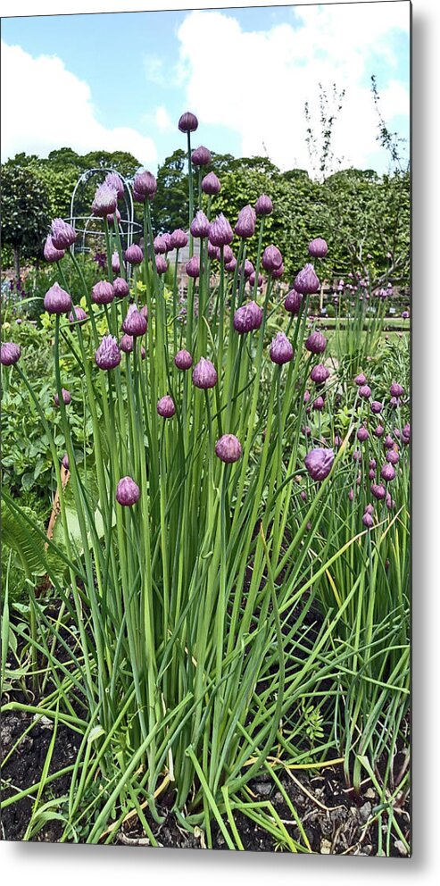 Chorley Metal Print featuring the photograph CHORLEY. Astley Hall. Walled Garden Chive Flowers. by Lachlan Main