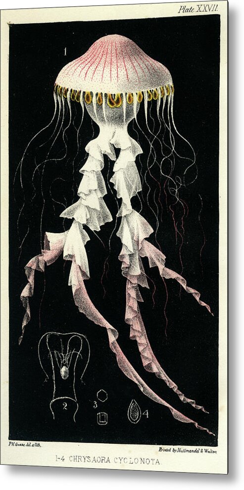 Sealife Metal Print featuring the mixed media Chrysaora Cyclonota by Philip Henry Gosse