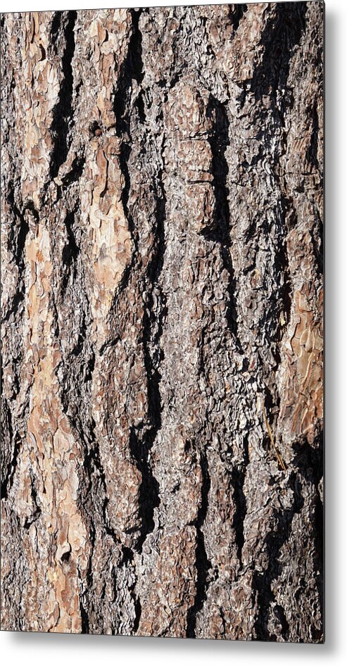 Detail Metal Print featuring the photograph Detail of Ponderosa Pine bark by Steve Estvanik