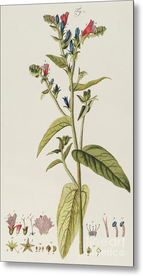 Antique Botanical Print Metal Print featuring the painting Echium, Orientale by Jakob Christoph Keller