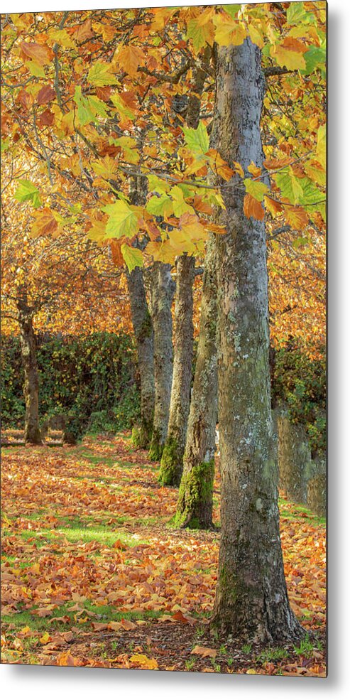 Autumn Metal Print featuring the photograph In a Row by Bob Cournoyer