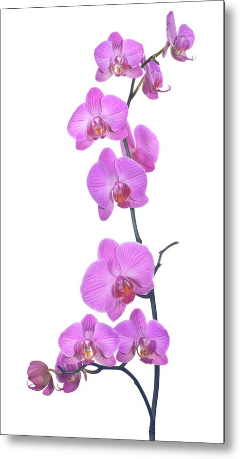 White Background Metal Print featuring the photograph Pink Orchid Composition by Phototropic