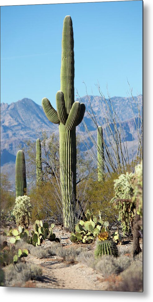 Saguaro Cactus Metal Print featuring the photograph Saguara Cactus In The Sonoran Desert by Nkbimages