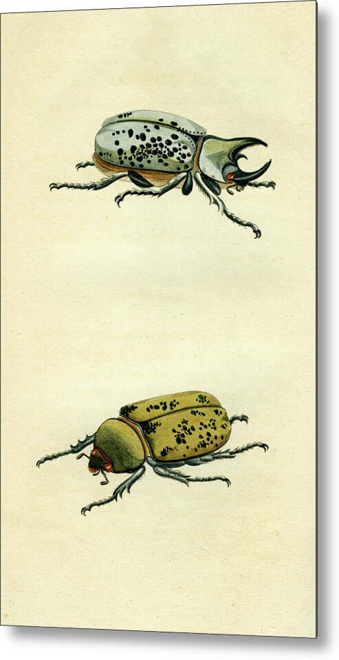 Entomology Metal Print featuring the mixed media Scarab Beetle by Unknown