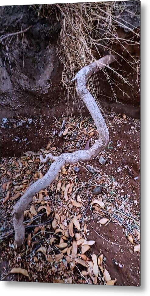 Affordable Metal Print featuring the photograph Snake Root by Judy Kennedy